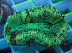 画像2: No.68 オオバナサンゴ マルチカラー (2)