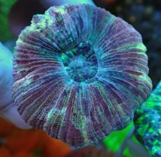 画像1: No.69 オオバナサンゴ マルチカラー (1)