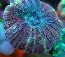 画像2: No.69 オオバナサンゴ マルチカラー (2)