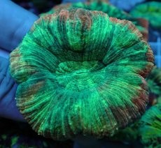 画像1: No.70 オオバナサンゴ マルチカラー (1)