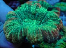 画像2: No.70 オオバナサンゴ マルチカラー (2)