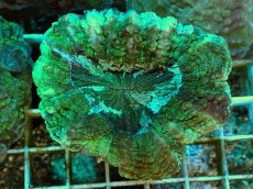 画像1: No.1 アザミハナガタサンゴ　グリーン (1)