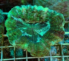 画像2: No.1 アザミハナガタサンゴ　グリーン (2)