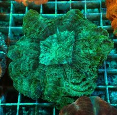 画像1: No.2 アザミハナガタサンゴ　グリーン (1)