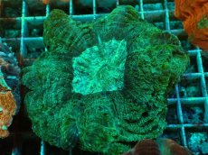 画像2: No.2 アザミハナガタサンゴ　グリーン (2)