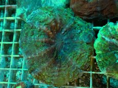 画像1: No.3 アザミハナガタサンゴ　グリーン (1)