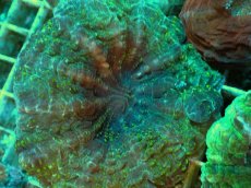 画像2: No.3 アザミハナガタサンゴ　グリーン (2)