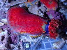 画像1: No.1 シーアップル (1)