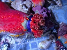 画像2: No.1 シーアップル (2)