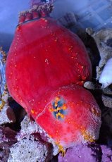 画像1: No.2 シーアップル (1)