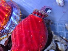 画像2: No.2 シーアップル (2)