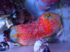 画像1: No.3 シーアップル (1)