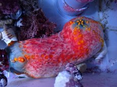 画像2: No.3 シーアップル (2)