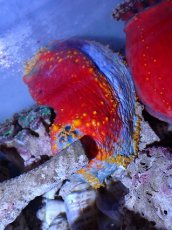 画像1: No.4 シーアップル (1)