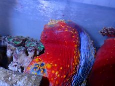 画像2: No.4 シーアップル (2)