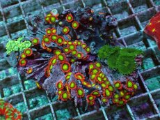 画像1: No.2 マメスナギンチャク マルチカラー (1)