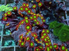 画像2: No.2 マメスナギンチャク マルチカラー (2)