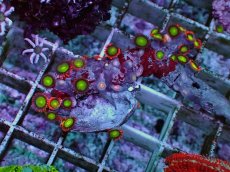 画像1: No.3 マメスナギンチャク マルチカラー (1)