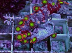 画像2: No.3 マメスナギンチャク マルチカラー (2)