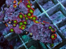 画像2: No.4 マメスナギンチャク マルチカラー (2)