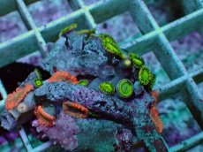 画像2: No.5 マメスナギンチャク レッド＆グリーン (2)