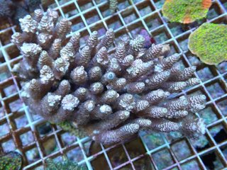 SPS全品 - AQUASTYLE YOU（アクアスタイルユー）