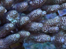 画像2: No.1 ウスエダミドリイシ (2)