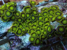 画像2: No.6 フィジー産 マメスナギンチャク　ゴールドラッシュ (2)