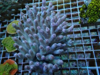 SPS全品 - AQUASTYLE YOU（アクアスタイルユー）