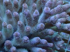 画像2: No.2 ハイマツミドリイシ (2)