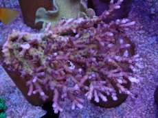 画像1: No.3 深場ミドリイシ　ロリペス (1)