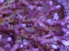 画像2: No.3 深場ミドリイシ　ロリペス (2)