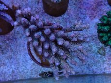 画像1: No.4 ウスエダミドリイシ (1)