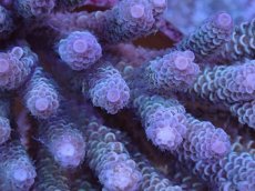 画像2: No.4 ウスエダミドリイシ (2)