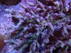 画像2: No.5 深場ミドリイシ　ロリペス (2)