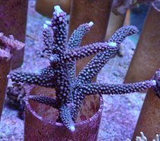 画像1: No.6 オーストラリア産 スギノキミドリイシ (1)