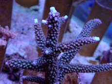 画像2: No.6 オーストラリア産 スギノキミドリイシ (2)