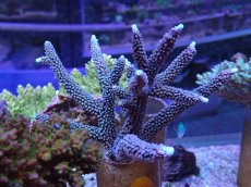 画像1: No.7 オーストラリア産 スギノキミドリイシ (1)