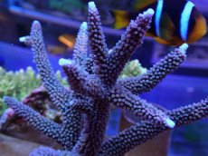 画像2: No.7 オーストラリア産 スギノキミドリイシ (2)