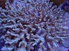 画像2: No.8 スペシオーサ　レインボー (2)