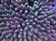 画像2: No.9 ハイマツミドリイシ メタリックツートン (2)