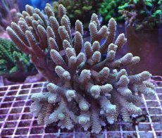 画像1: No.10 オーストラリア産 ハイマツミドリイシ (1)