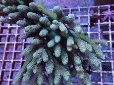 画像2: No.10 オーストラリア産 ハイマツミドリイシ (2)