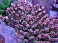 画像2: No.11 ハイマツミドリイシ メタリックツートン (2)