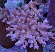 画像1: No.12 浅場ミドリイシ (1)