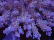 画像2: No.12 浅場ミドリイシ (2)