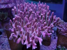 画像1: No.13 ハイマツミドリイシ メタリックツートン (1)