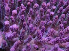 画像2: No.13 ハイマツミドリイシ メタリックツートン (2)