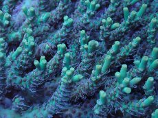 画像2: No.14 深場ミドリイシ (2)