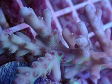 画像2: No.15 深場ミドリイシ ロリペス (2)